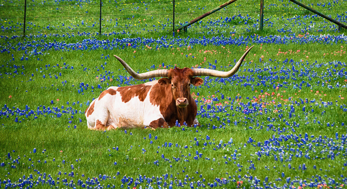 Texas Longhorn